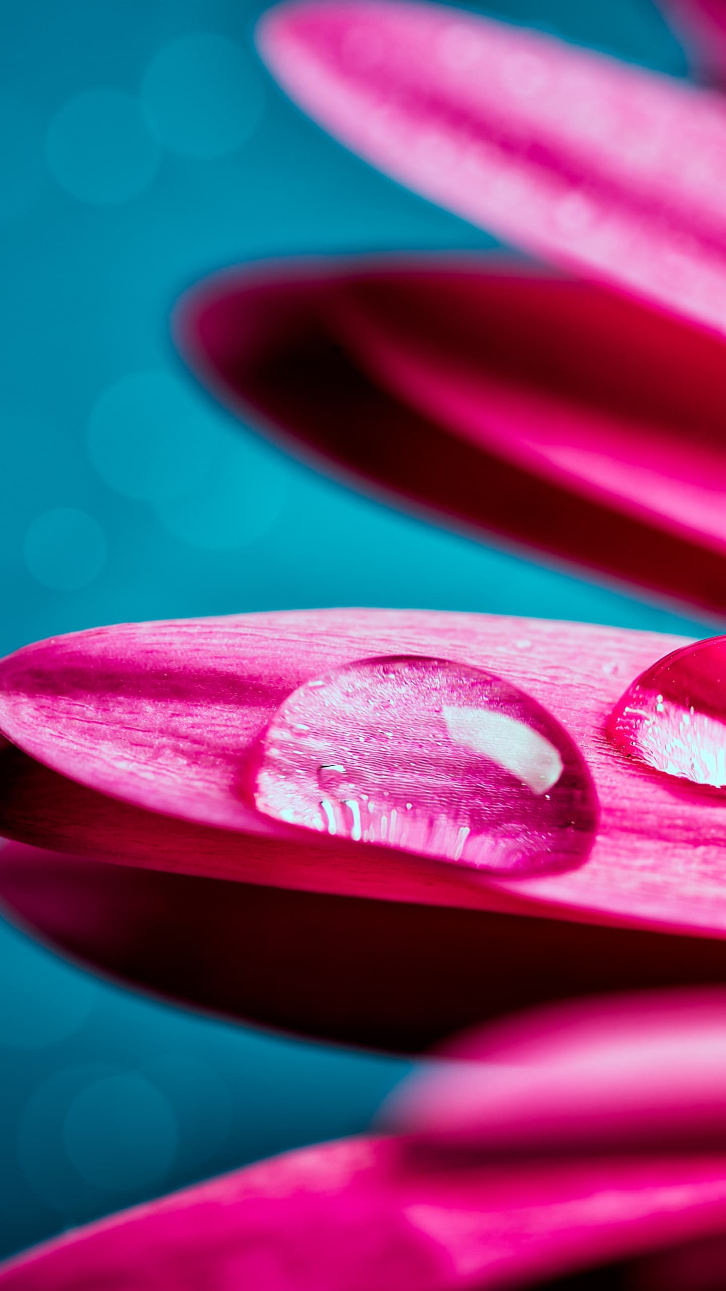 Water Droplets Gerbera Flower Petals Closeup Macro Pink x
