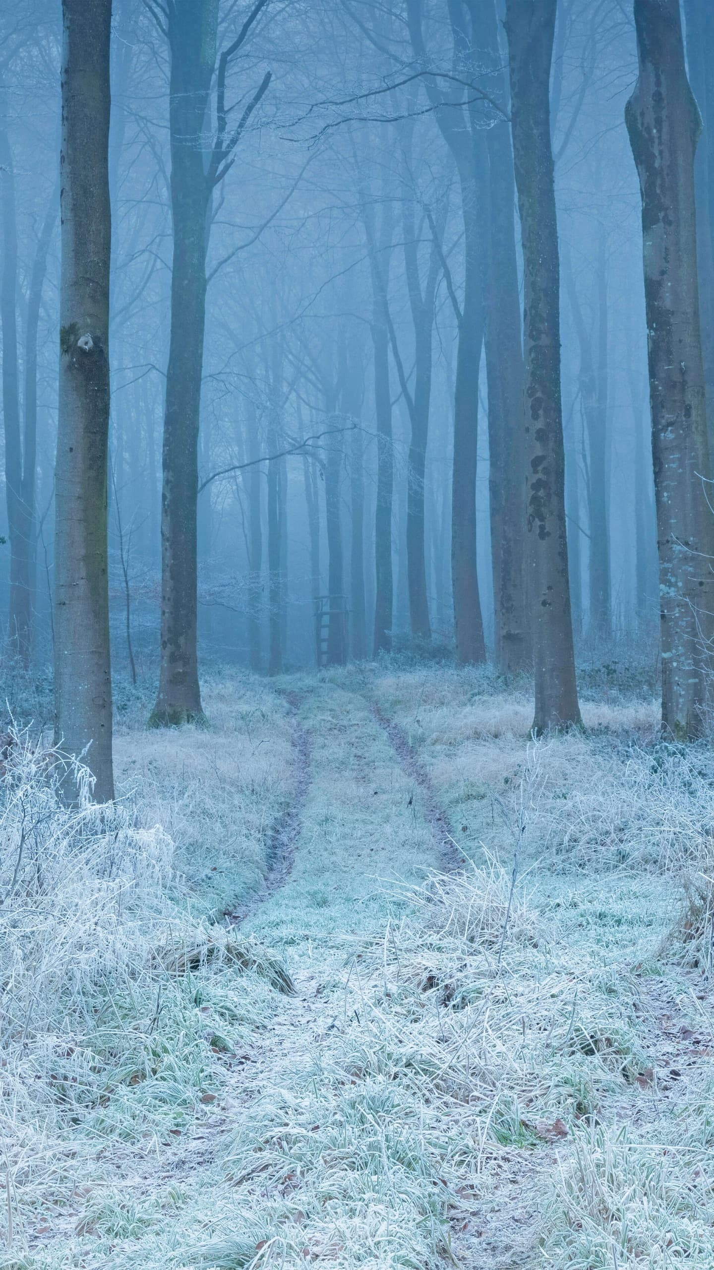 Winter Forest Frost Mist Path Trees Snow Covered 5k x - free HD phone wallpaper for iPhone and Android, 1284x2778