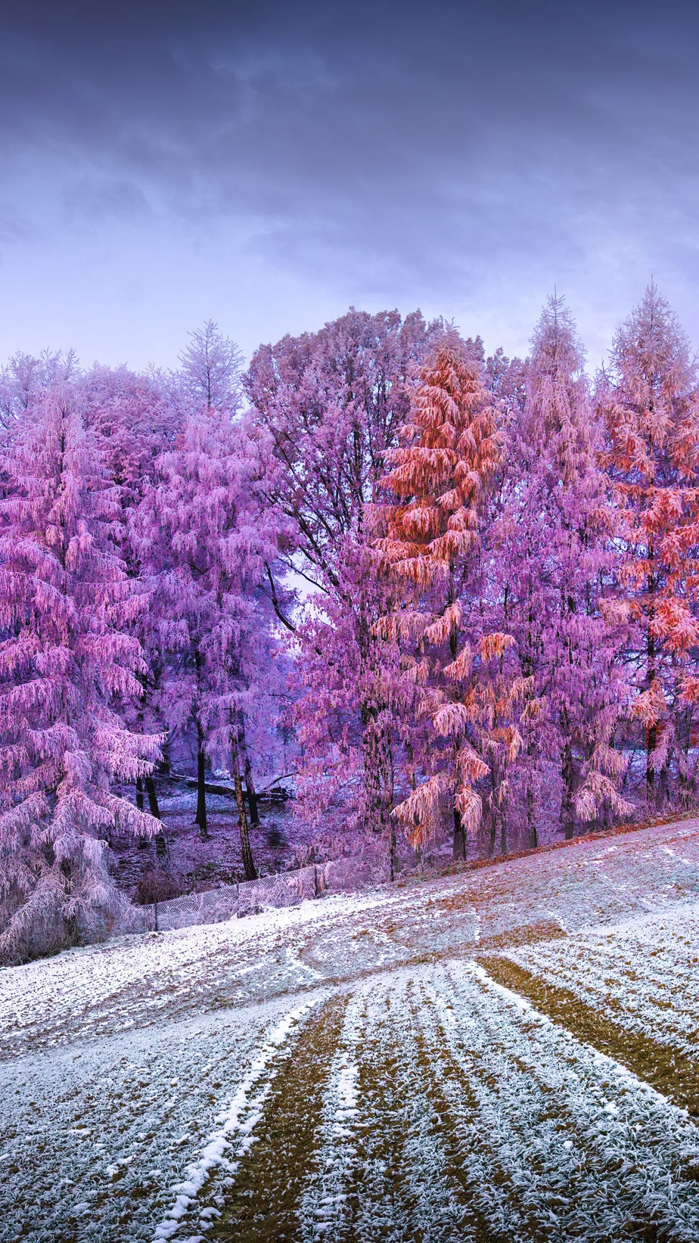 Winter Forest Landscape Frost Snow Covered Sunrise Morning x